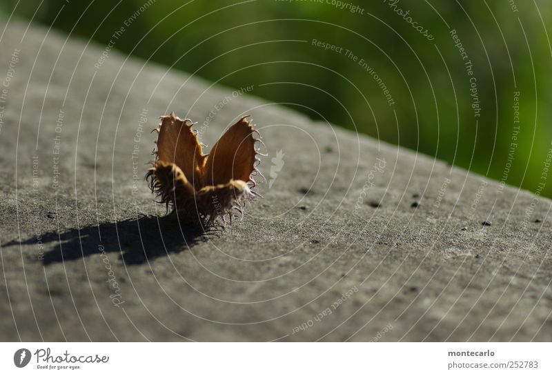 Stachelige Baumfrucht Umwelt Natur Sonne Sonnenlicht Herbst Schönes Wetter Pflanze Buchecker Park Mauer Wand klein stachelig trocken braun grau grün Farbfoto