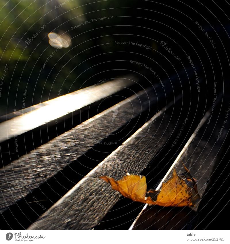 Herbstlichter Umwelt Natur Pflanze Sonne Sonnenlicht Schönes Wetter Baum Blatt Wildpflanze Ahornblatt Holz Linie leuchten liegen dehydrieren dunkel braun gelb