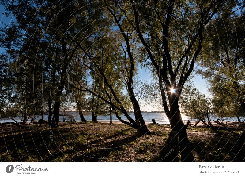 forest of illusion Ausflug Abenteuer Freiheit Sonne Strand Umwelt Natur Landschaft Pflanze Urelemente Sonnenaufgang Sonnenuntergang Sonnenlicht Herbst Klima