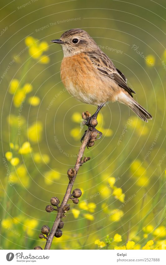 Wunderschöner Wildvogel auf einem Ast in der Natur. Leben Frau Erwachsene Umwelt Tier Blume Vogel klein natürlich wild braun gelb rot weiß Schwarzkehlchen