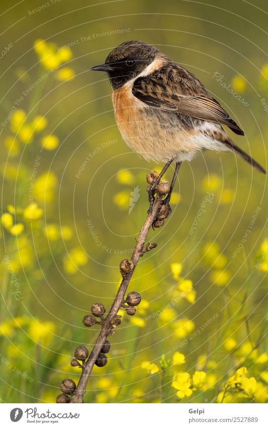 Wunderschöner Wildvogel auf einem Ast in der Natur. Leben Mann Erwachsene Umwelt Tier Blume Vogel klein natürlich wild braun gelb rot weiß Schwarzkehlchen