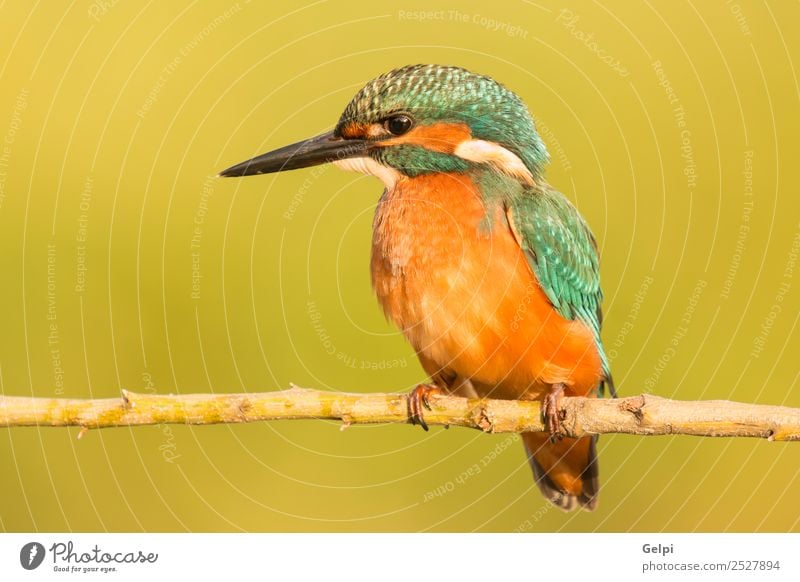 Der gemeine Eisvogel (Alcedo atthis) exotisch Natur Tier Fluss Vogel beobachten hell wild blau weiß Eisvögel in diesem Fall alcedo Tierwelt allgemein Schnabel