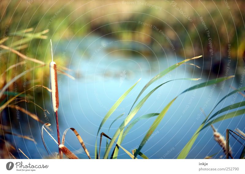 am See II Umwelt Natur Landschaft Pflanze Wasser Herbst Schönes Wetter Sträucher Schilfrohr Rohrkolben Park Wiese Seeufer Moor Sumpf Teich Menschenleer lang