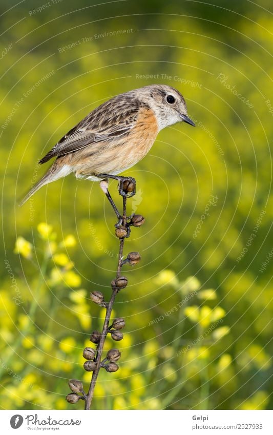 Wunderschöner Wildvogel auf einem Ast in der Natur. Leben Frau Erwachsene Umwelt Tier Blume Vogel klein natürlich wild braun gelb rot weiß Schwarzkehlchen