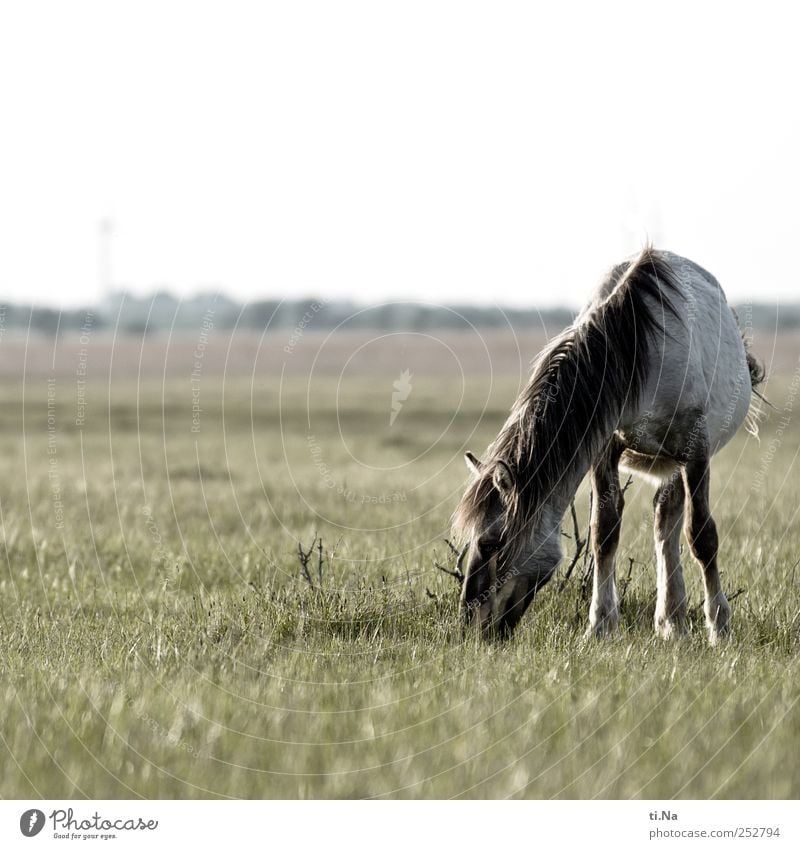 300 - Konik Sommer Nordsee Dithmarschen Speicherkoog Schleswig-Holstein Wildtier Wildpferde 1 Tier Fressen wild grau grün Farbfoto Gedeckte Farben Außenaufnahme