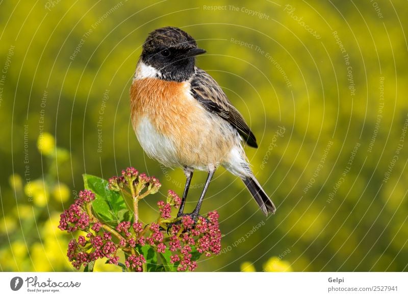 Wunderschöner Wildvogel auf einem Ast in der Natur. Leben Mann Erwachsene Umwelt Tier Blume Vogel klein natürlich wild braun rot weiß Schwarzkehlchen Tierwelt