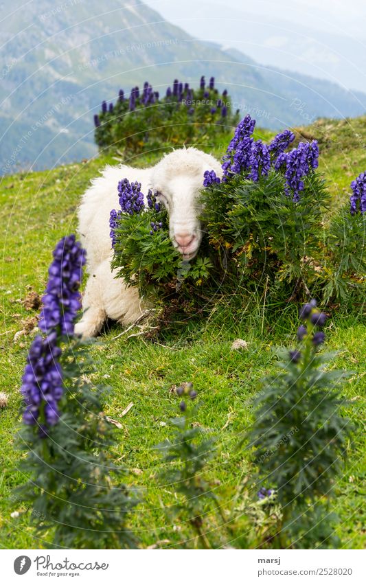 So schön kuschelig versteckt Berge u. Gebirge Natur Pflanze Wildpflanze Eisenhut blauer Eisenhut Aconitum Hahnenfußgewächse Wiese Alpen Tier Haustier Schaf 1