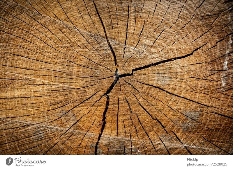 Querschnitt durch das Holz eines Baumstamms mit Jahresringen und Rissen (Nahaufnahme) Natur Wald ästhetisch nachhaltig natürlich schön braun gold orange rot