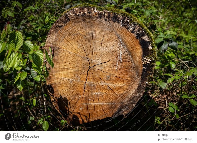 Jahresringe - Wald - Holz - Baumstamm Natur Pflanze Frühling Sträucher Moos Blatt ästhetisch braun grün Stimmung Kraft ruhig Ewigkeit Idylle Klima nachhaltig