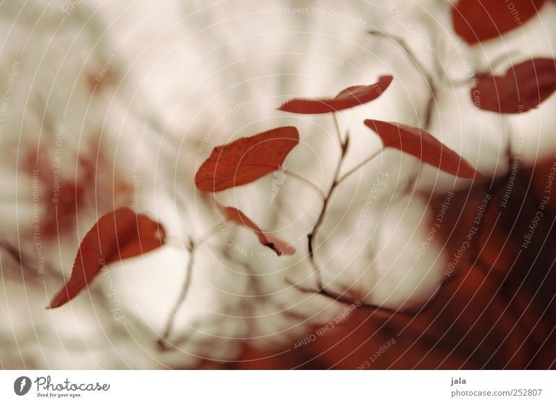 roter oktober Umwelt Natur Pflanze Herbst Blatt Wildpflanze ästhetisch schön Farbfoto Außenaufnahme Menschenleer Tag