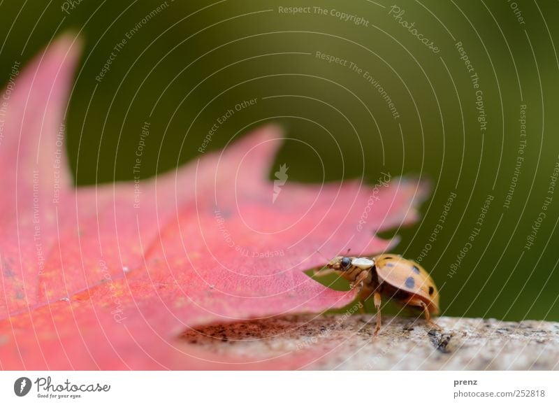 Marienkäfer Natur Pflanze Tier Blatt Käfer 1 krabbeln grün rot Insekt Ahornblatt Makroaufnahme Farbfoto Außenaufnahme Menschenleer Textfreiraum rechts Tag