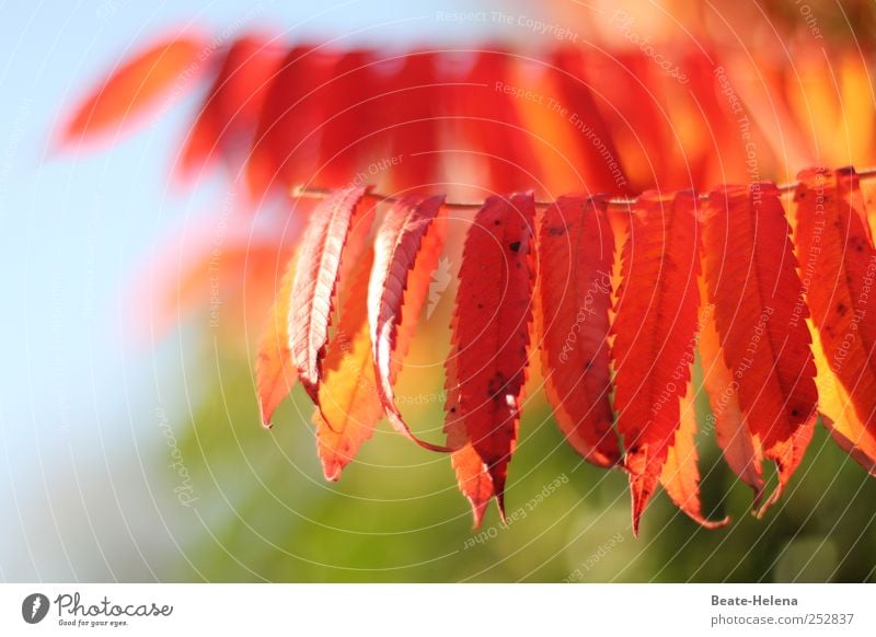 Wenn die Natur feiert Sonnenlicht Herbst Schönes Wetter Baum Blatt Park träumen blau grün rot Stimmung Sehnsucht ruhig Zufriedenheit Herbstlaub Herbstfärbung