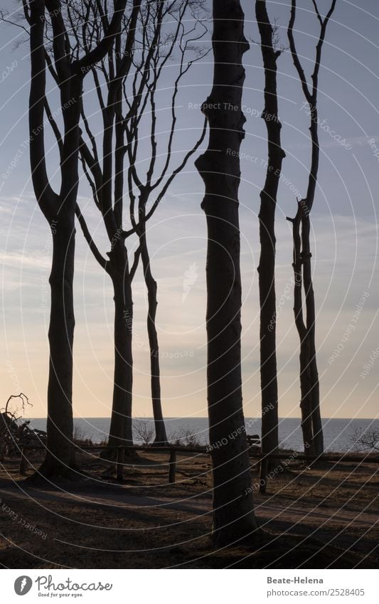 Scherenschnitt Natur Landschaft Himmel Wolken Horizont Pflanze Baum Nienhagen Menschenleer Wege & Pfade Wasser stehen ästhetisch außergewöhnlich bedrohlich