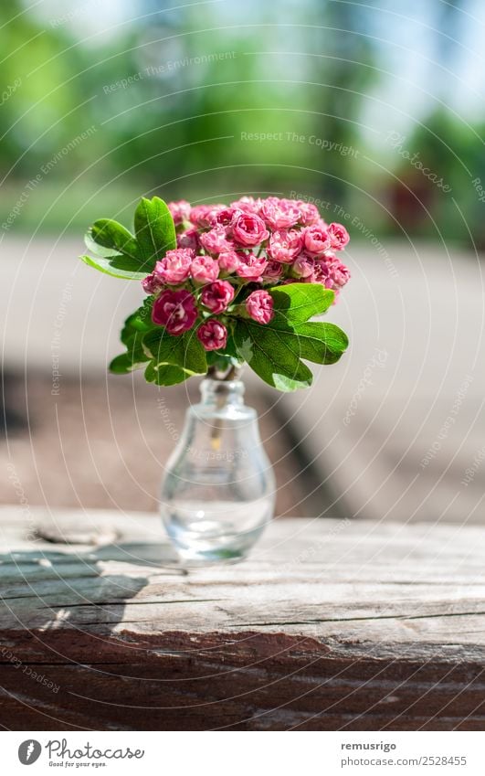 Rosa kleine Rosen Sommer Garten Pflanze Blume Blatt Blüte Park Blumenstrauß rosa Rumänien Timisoara geblümt Glas Frühling Holz Außenaufnahme