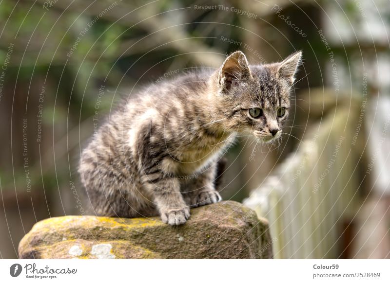 Katzenbaby Baby Natur Tier Fell Haustier 1 Tierjunges hocken Neugier grau Säugetier getiegert Hauskatze Farbfoto Außenaufnahme Tag Tierporträt