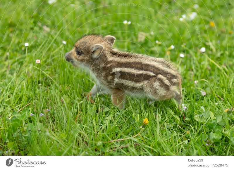 Frischling schön Baby Natur Tier Frühling Gras Wiese Wildtier 1 Tierjunges laufen klein natürlich niedlich braun grün weiß wild Eber Ferkel Säugetier Schwein