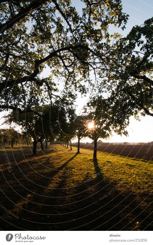 [Chamansülz2011] Streuobstwiese Landwirtschaft Forstwirtschaft Umwelt Natur Landschaft Pflanze Himmel Sommer Herbst Klima Schönes Wetter Baum Gras Nutzpflanze