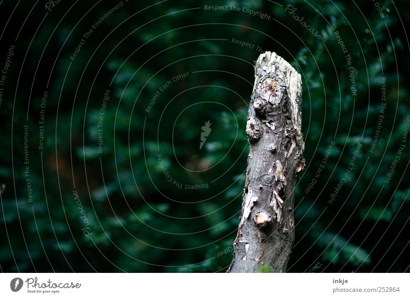 Nackt im Nadelwald Umwelt Natur Pflanze Herbst Baum Sträucher Grünpflanze Eibe Nadelbaum Tannennadel Baumstamm Ast Baumrinde Garten Park Wald alt dunkel kalt