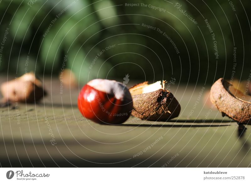 le marron Natur Pflanze Baum Wildpflanze Garten Holz alt Wachstum nerdig rund Sauberkeit braun grün Ewigkeit Umwelt Farbfoto Außenaufnahme Tag