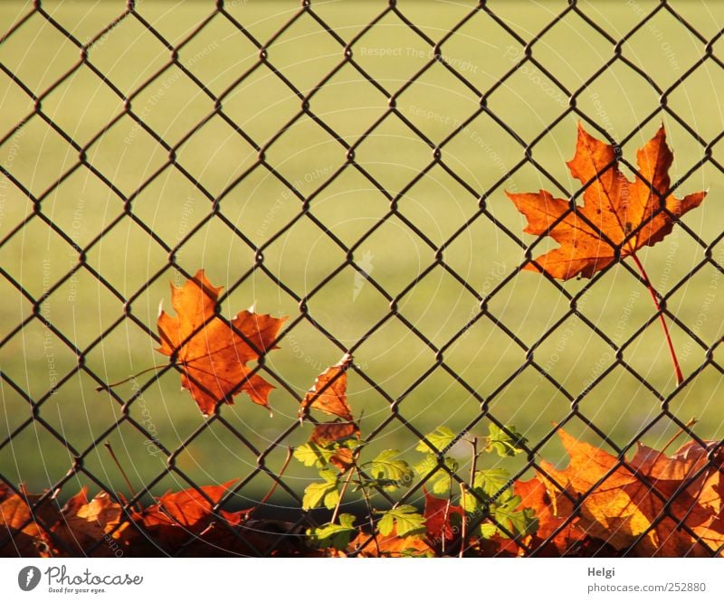 am Zaun... Umwelt Natur Pflanze Herbst Schönes Wetter Blatt Grünpflanze Ahornblatt Park Maschendraht Metall alt leuchten dehydrieren Wachstum ästhetisch