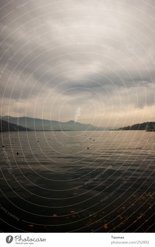 Herbst Umwelt Natur Landschaft Urelemente Wasser Wetter schlechtes Wetter See authentisch Abenteuer ästhetisch Aussicht Panorama (Aussicht) schmerikon