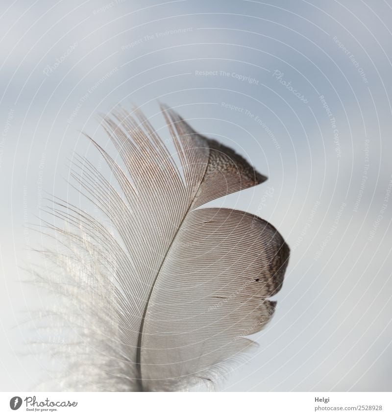 Nahaufnahme einer filigranen Feder vor blau-grauem Himmel Natur einzigartig klein natürlich braun ästhetisch Leichtigkeit zart leicht Farbfoto Gedeckte Farben