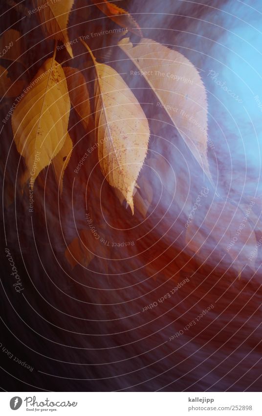 herbststurm Umwelt Natur Landschaft Pflanze Tier Luft Herbst Baum Blatt Garten Park fallen Bewegung Indian Summer Langzeitbelichtung Farbfoto mehrfarbig