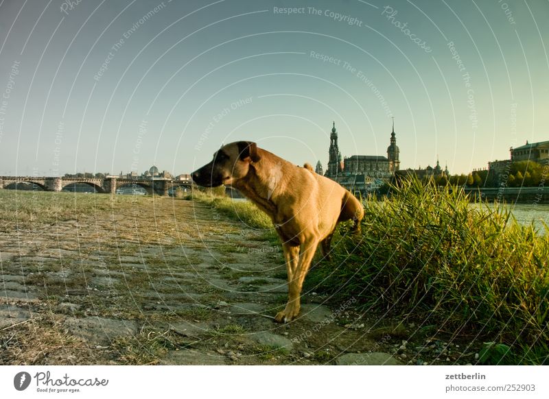 Weltkulturerbe Flussufer Stadt Hauptstadt Haus Kirche Dom Burg oder Schloss Platz Brücke Bauwerk Gebäude Sehenswürdigkeit Wahrzeichen Tier Hund Pfote 1 verrückt