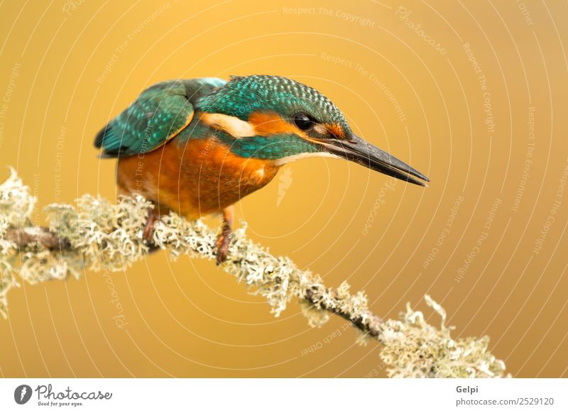 Der gemeine Eisvogel exotisch Natur Tier Fluss Vogel beobachten hell wild blau weiß Eisvögel in diesem Fall alcedo Tierwelt allgemein Schnabel Ornithologie