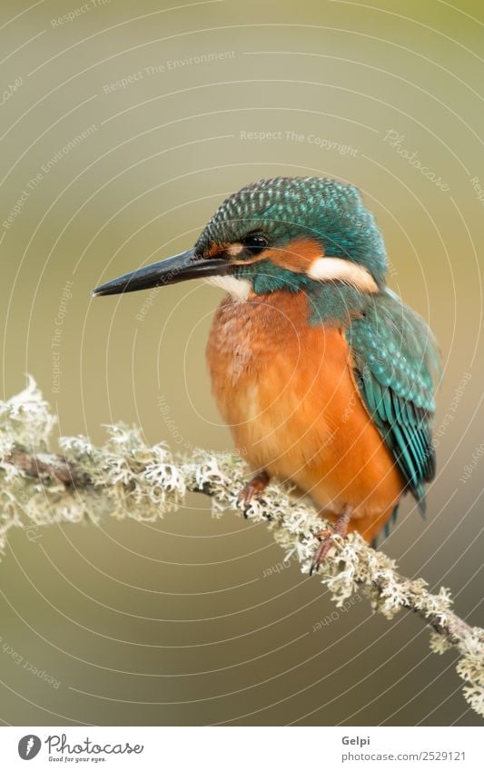 Farbige Eisvogel Vogelputzmittel auf einem Ast exotisch Natur Tier Fluss beobachten hell wild blau türkis weiß Eisvögel in diesem Fall Tierwelt allgemein