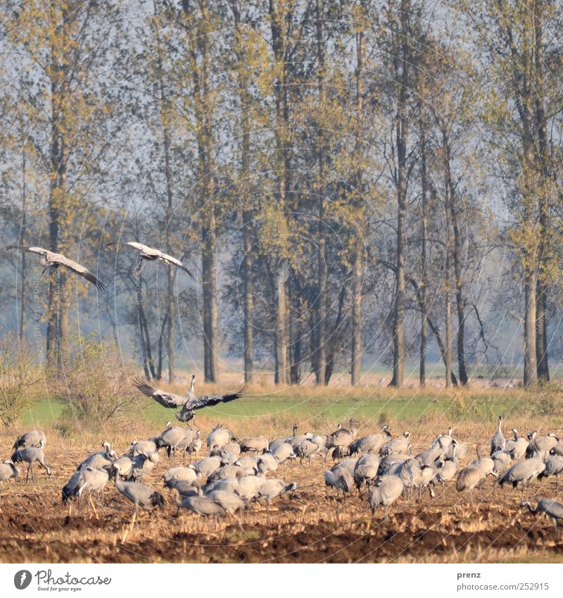 Herbst in Linum Baum Feld Tier Vogel Flügel Schwarm fliegen blau braun grau Kranich Brandenburg viele Pappeln Farbfoto Außenaufnahme Menschenleer Abend