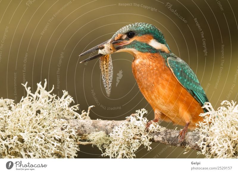 Farbige Eisvogel Vogelputzmittel auf einem Ast exotisch Natur Tier Fluss beobachten hell wild blau türkis weiß Eisvögel in diesem Fall Tierwelt allgemein