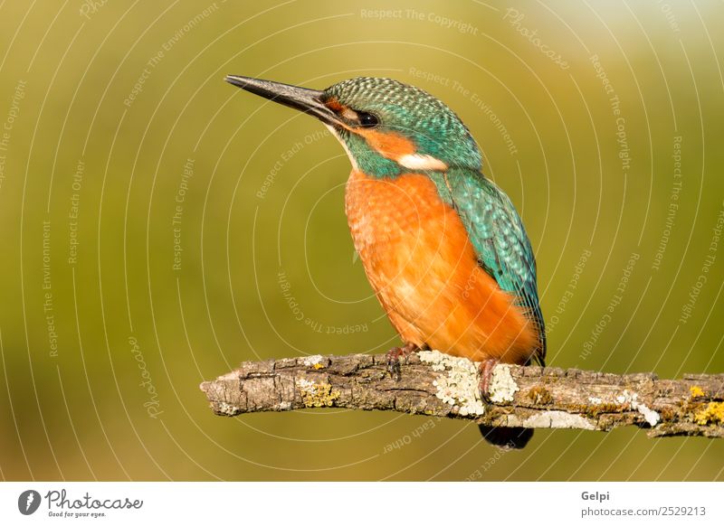 Eisvogel Vogelputz auf einem Ast mit grünem Hintergrund exotisch Natur Tier Fluss beobachten hell wild blau türkis weiß Eisvögel in diesem Fall Tierwelt