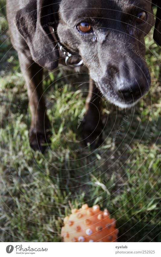 Hol das Stöckchen ! Natur Gras Garten Park Wiese Tier Haustier Hund Tiergesicht Fell Pfote 1 klug grün rot schwarz Abenteuer Bewegung Energie Entschlossenheit