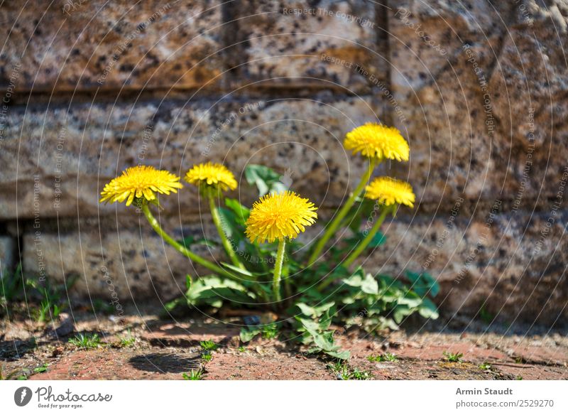 Löwenzahn Leben Sommer Umwelt Natur Pflanze Erde Frühling Blume Mauer Wand Straße Wege & Pfade Wachstum gelb Kraft Durchsetzungsvermögen Farbfoto Außenaufnahme