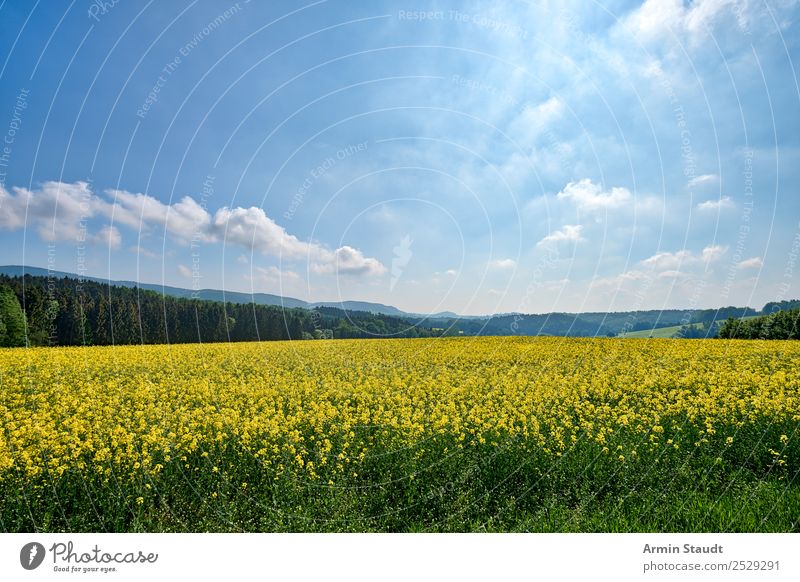 Landschaft mit Rapsfeld Ferien & Urlaub & Reisen Ausflug Ferne Freiheit Sommerurlaub Landwirtschaft Forstwirtschaft Umwelt Natur Pflanze Himmel Wolken Frühling