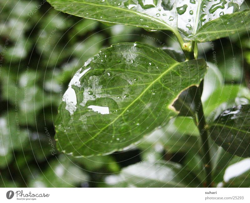 Nach dem Regen Blatt grün Wassertropfen Sträucher Detailaufnahme Natur