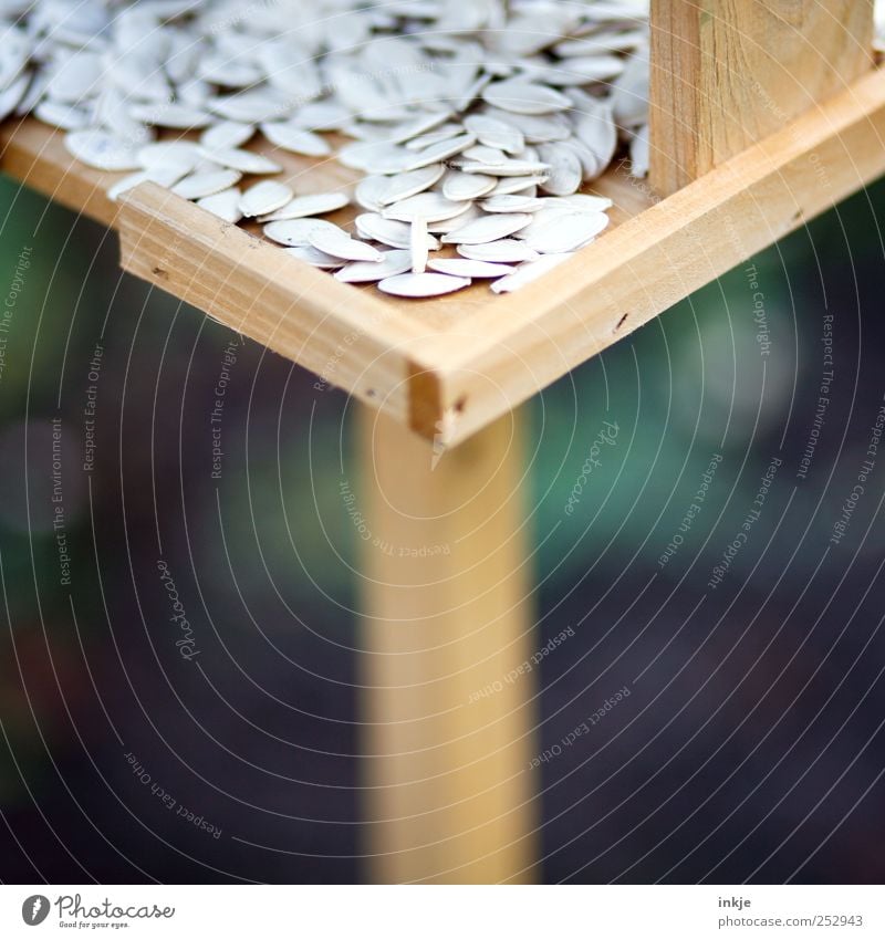 Futterstation Lebensmittel Kerne Ernährung Freizeit & Hobby Garten Herbst Sträucher Kürbiskern Vogelfutter Park Futterhäuschen Holz füttern stehen eckig nah