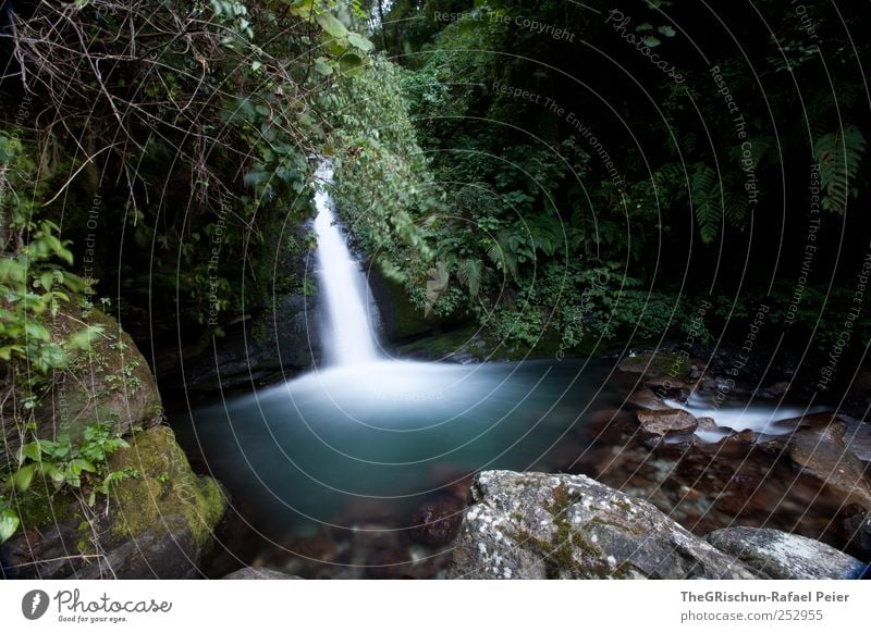 wasserfall Umwelt Natur Pflanze Wasser Wassertropfen Bach Wasserfall kalt nass natürlich braun grün weiß Stein Sträucher Unterholz Urwald fließen Farbfoto