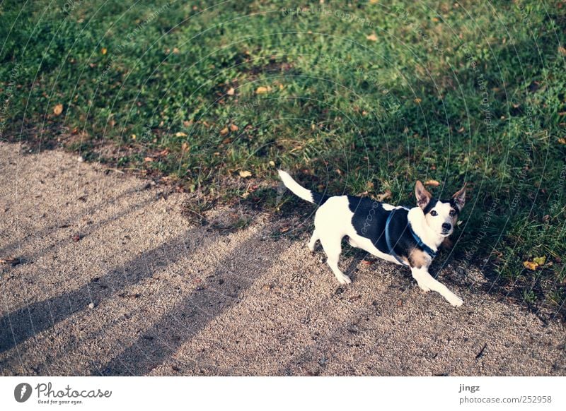 The dog Erde Gras Haustier Hund 1 Tier gehen gelb grün schwarz weiß Schatten Farbfoto Außenaufnahme Textfreiraum links Textfreiraum oben Morgen Licht