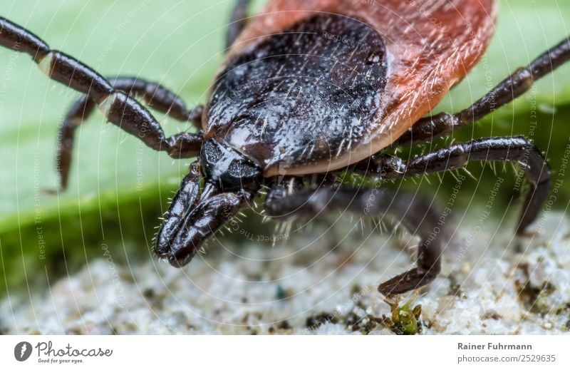 Porträt einer Zecke Umwelt Natur Tier Wildtier 1 Jagd Aggression bedrohlich Schmerz Borreliose beißen stechen Krankheit Krankheitsüberträger gefährlich,"