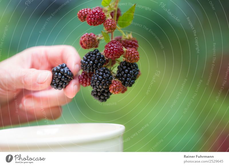 eine Frau pflückt Brombeeren Mensch Hand 1 Natur Pflanze Schönes Wetter Nutzpflanze Garten Feld Arbeit & Erwerbstätigkeit lecker "ernten Beeren Ernte reif"