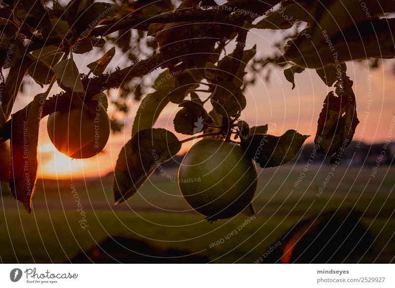 Apfel am Baum in der Abenddämmerung Ferien & Urlaub & Reisen Ausflug Freiheit Natur Landschaft Pflanze Sonnenaufgang Sonnenuntergang Sonnenlicht Sommer Blatt