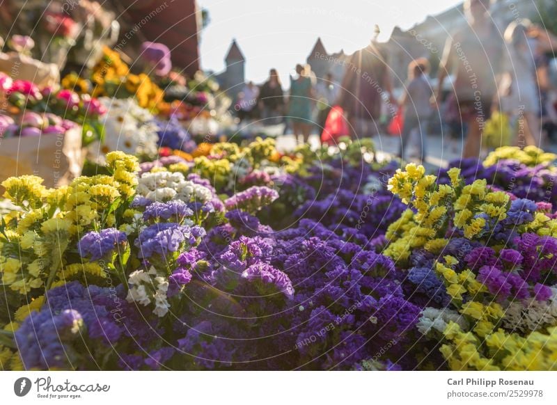 Blumen und Menschen auf dem Markt kaufen Sommer Sommerurlaub Sonne Menschenmenge Pflanze Blüte Grünpflanze Tallinn Estland Stadt Hauptstadt Stadtzentrum