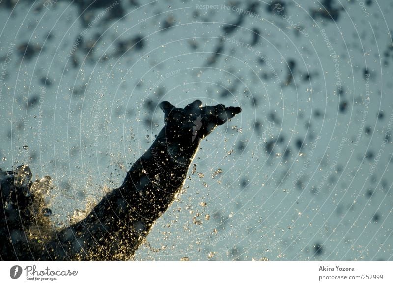 Wasser für alle Wassertropfen Himmel Wolkenloser Himmel Sommer berühren Bewegung fallen fliegen Flüssigkeit nass blau gelb gold schwarz Macht Skulptur Farbfoto