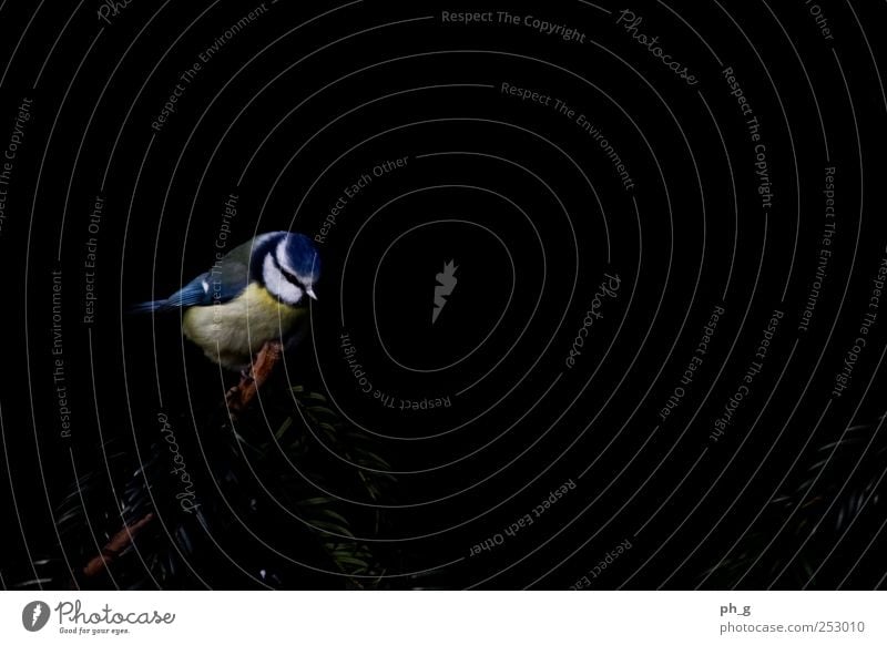 Low Key Tit Pflanze Tier Sträucher Zweig Wildtier Vogel Tiergesicht Flügel Blaumeise 1 atmen beobachten sitzen klein blau gelb schwarz weiß Farbfoto