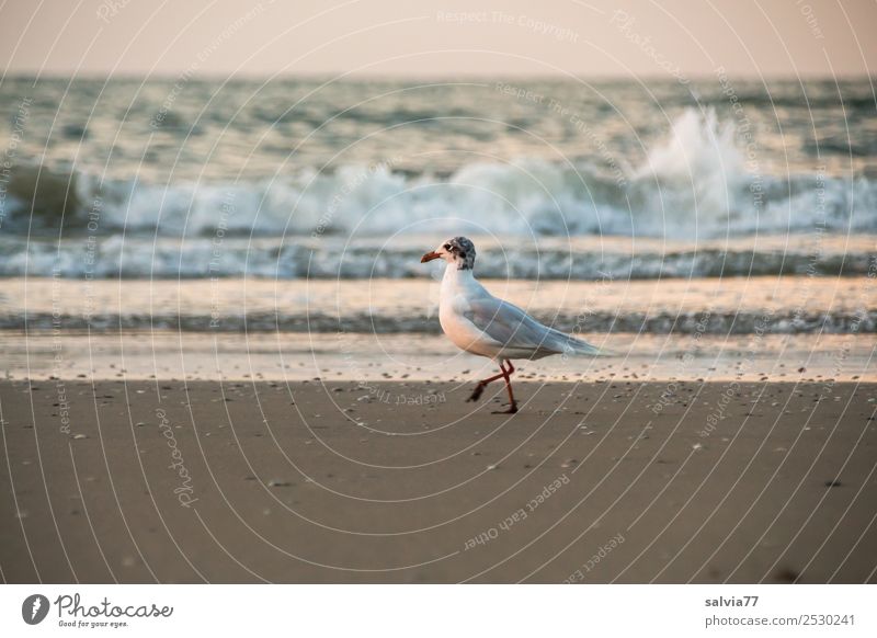 Strandspaziergang Natur Sand Luft Wasser Sommer Wellen Küste Meer Tier Vogel Möwe Silbermöwe 1 gehen maritim braun Einsamkeit Ferien & Urlaub & Reisen