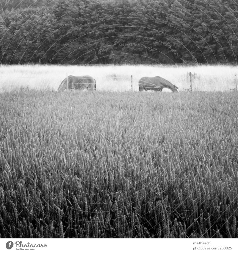 . Natur Sommer Nutzpflanze Getreide Feld Wald Tier Pferd 2 schwarz weiß Vorsicht Gelassenheit geduldig ruhig Zufriedenheit nachhaltig Umwelt Bauernhof