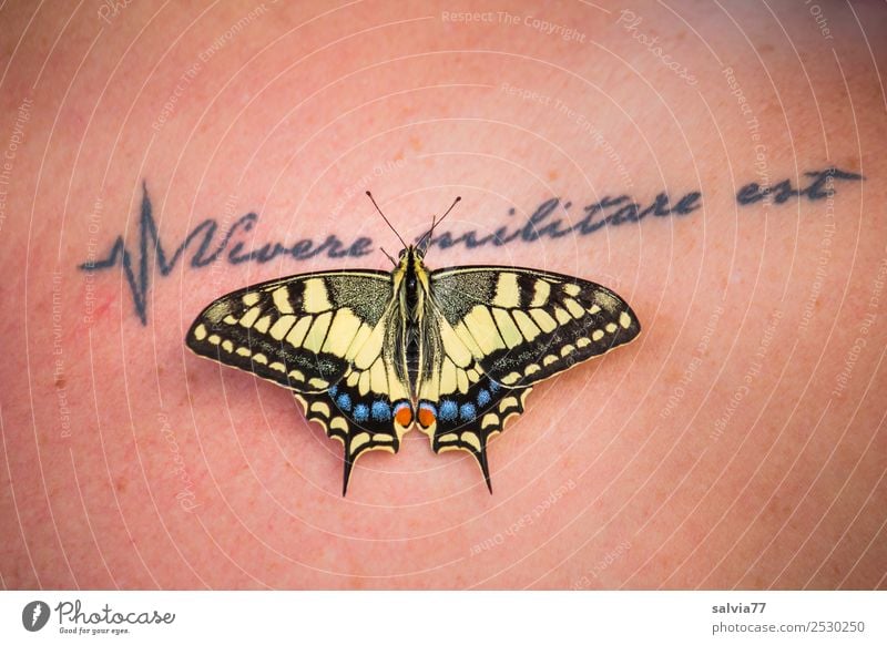 Hautverschönerung Natur Tier Schmetterling Schwalbenschwanz 1 ästhetisch außergewöhnlich Tattoo Redewendung Farbfoto Außenaufnahme Textfreiraum oben