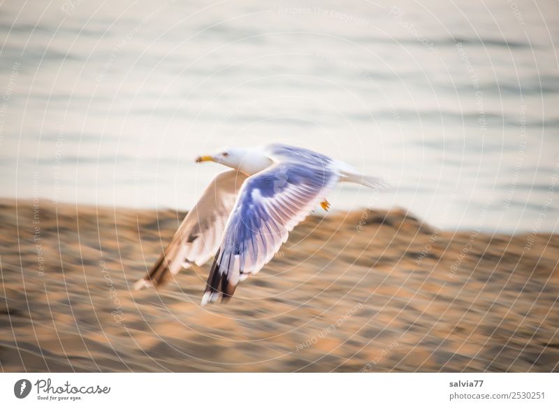 Möwenflug Natur Erde Wasser Küste Seeufer Strand Tier Wildtier Vogel Silbermöwe 1 maritim braun grau Bewegung Geschwindigkeit fliegen Freiheit Flügel Farbfoto